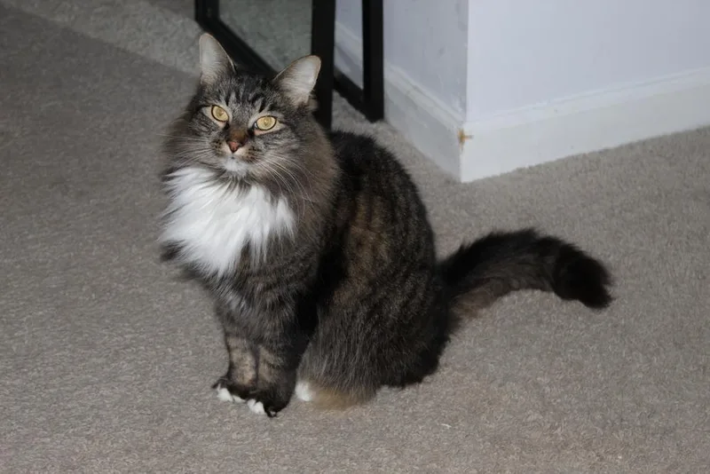 Mrs. Claws thumbnail 6