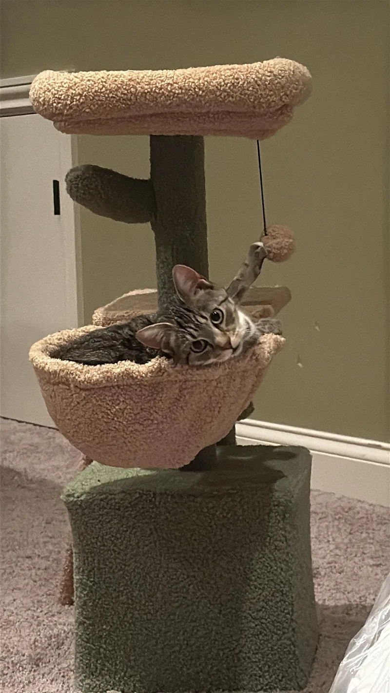 A young medium-sized female Domestic Short Hair cat named Effie for adoption in Murfreesboro, TN