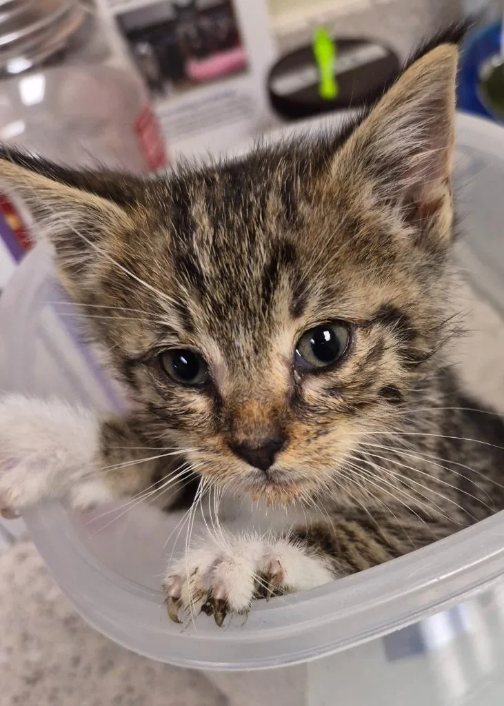 A baby medium-sized male Domestic Short Hair cat named Han Solo for adoption in Christiansburg, VA