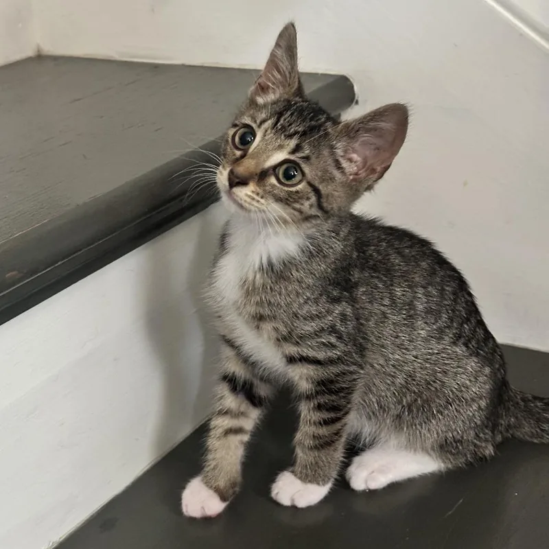 A baby small-sized male Brown / Chocolate Domestic Short Hair cat named Peter Parker for adoption in Fairfax Station, VA