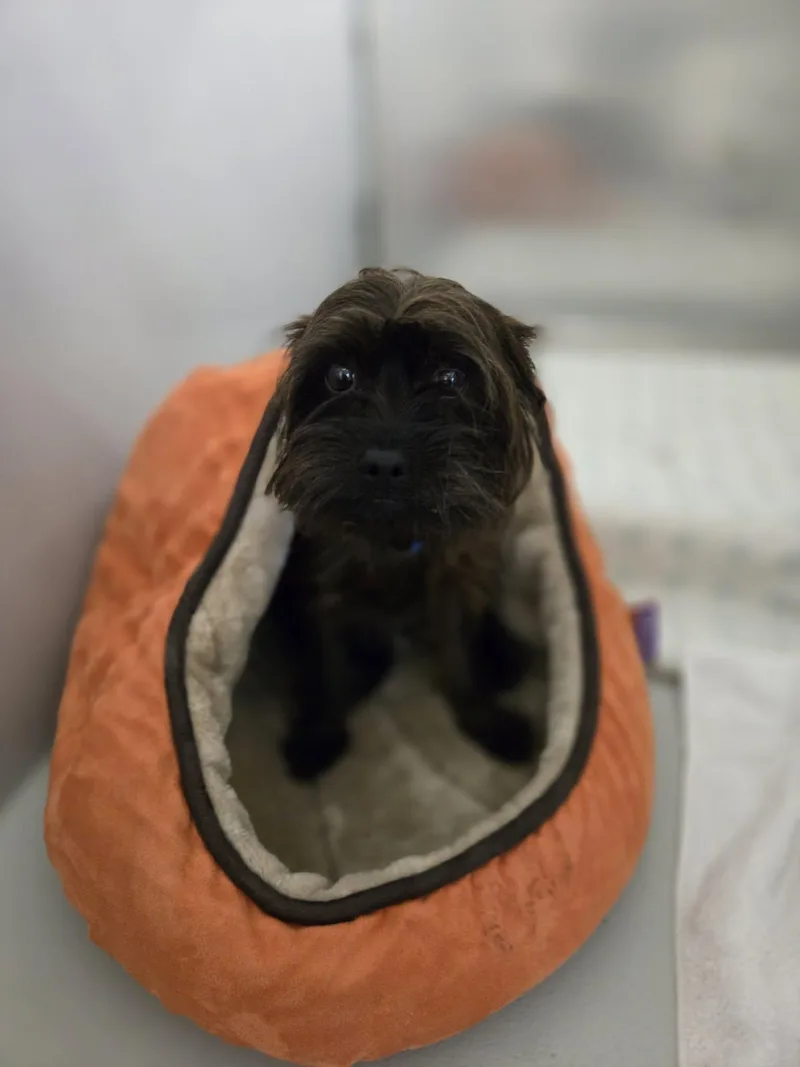 An adult small-sized male Terrier dog named Ray for adoption in Boston, MA