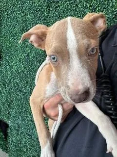 A baby small-sized female Yellow / Tan / Blond / Fawn Pit Bull Terrier dog named 61379890 for adoption in El Paso, TX