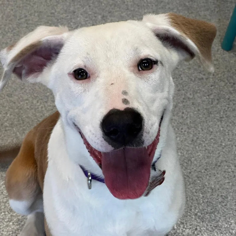 A young medium-sized female White / Cream Mixed Breed dog named Isla for adoption in Wheeling, IL