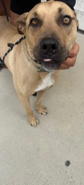 A young large-sized male Labrador Retriever dog named Max for adoption in San Pedro, CA