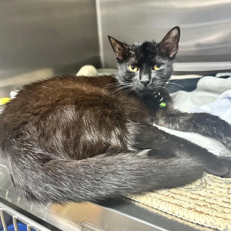 A young small-sized female Black Domestic Short Hair cat named Frigg Ci for adoption in Union, MO