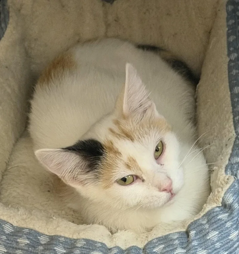 An adult medium-sized female Domestic Short Hair cat named Taylor for adoption in Elkins, WV