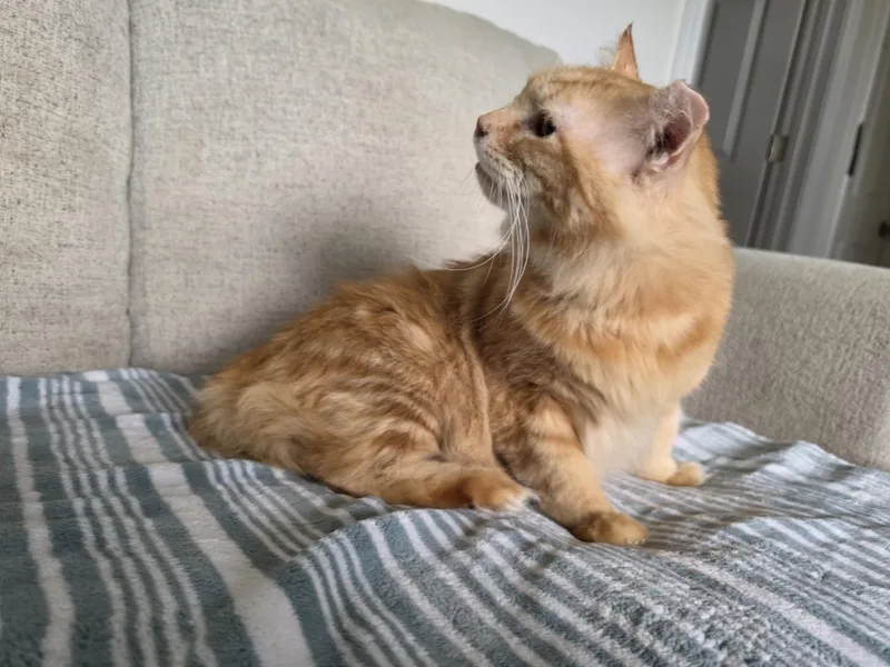 A senior large-sized male Domestic Medium Hair cat named Julian for adoption in Pocatello, ID