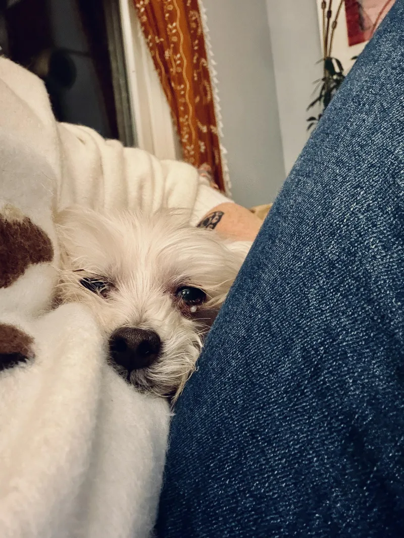 A young small-sized female Maltese dog named Lolli for adoption in Harrison, NY