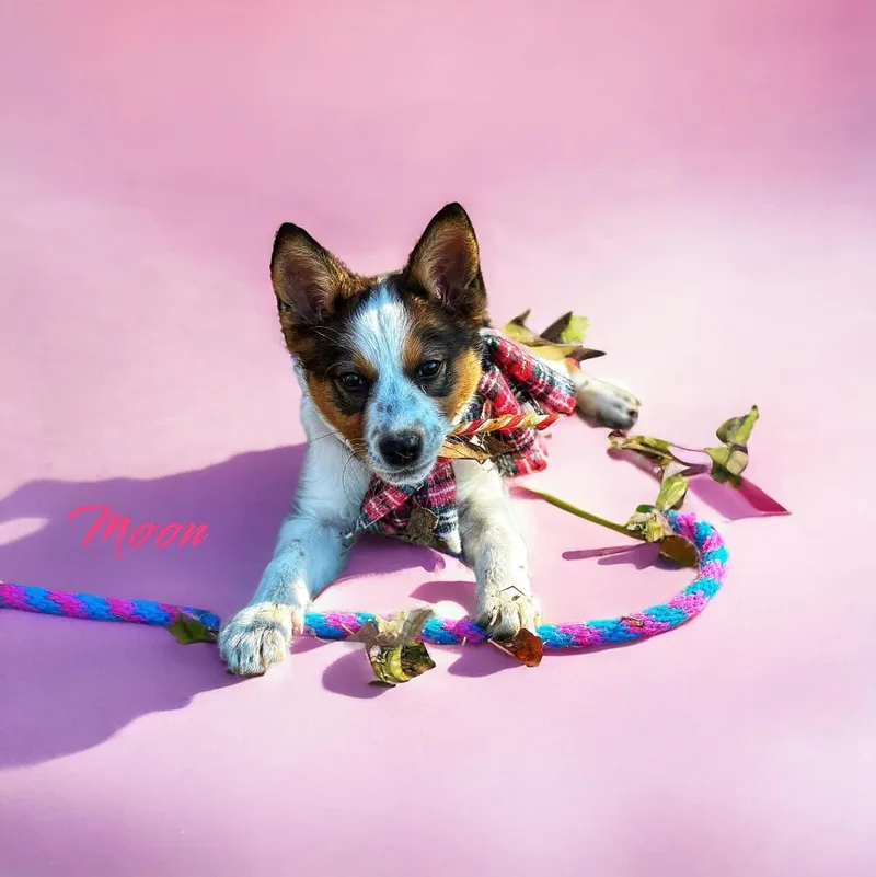 A young medium-sized female Shepherd dog named Moon for adoption in Carthage, MO