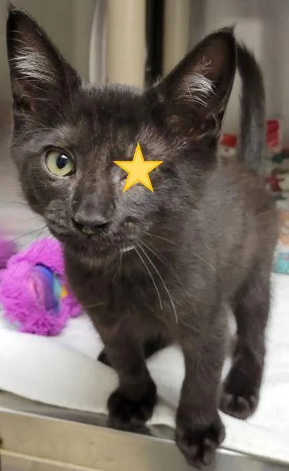 A baby small-sized male Domestic Short Hair cat named Bucko for adoption in Eugene, OR