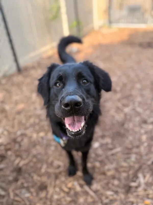 An adult large-sized male Black Mixed Breed dog named Bruff for adoption in Cincinnati, OH
