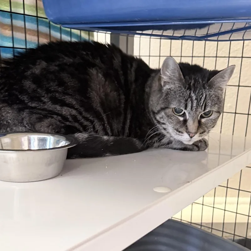A senior medium-sized female Brown / Chocolate Domestic Short Hair cat named Lady for adoption in Medford, OR