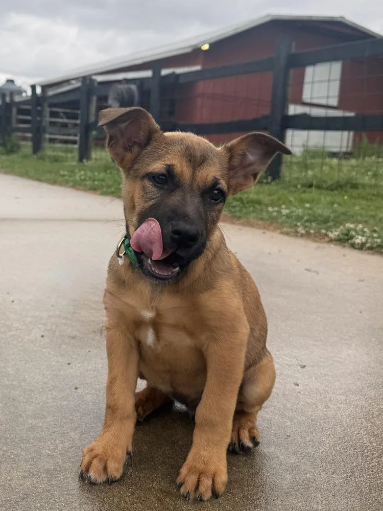 A baby large-sized female Tricolor (Brown, Black, & White) Mastiff dog named Tiger for adoption in Hartwell, GA