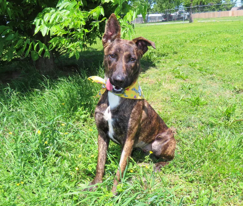 A young medium-sized female Dutch Shepherd dog named Kira  C for adoption in Rogers, AR