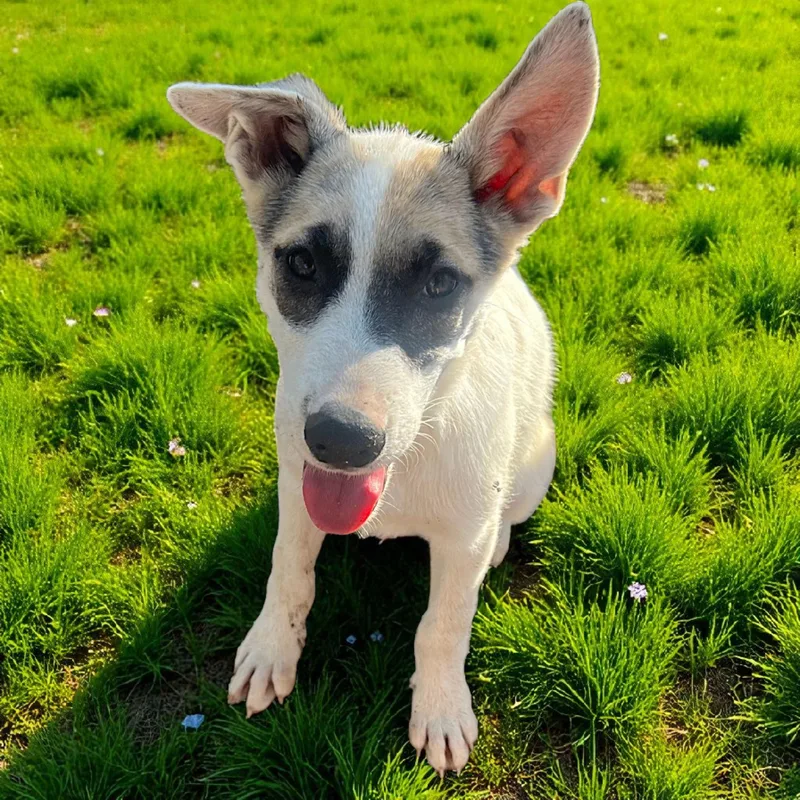 A baby small-sized male Yellow / Tan / Blond / Fawn German Shepherd Dog dog named Pistachio for adoption in Madera, CA