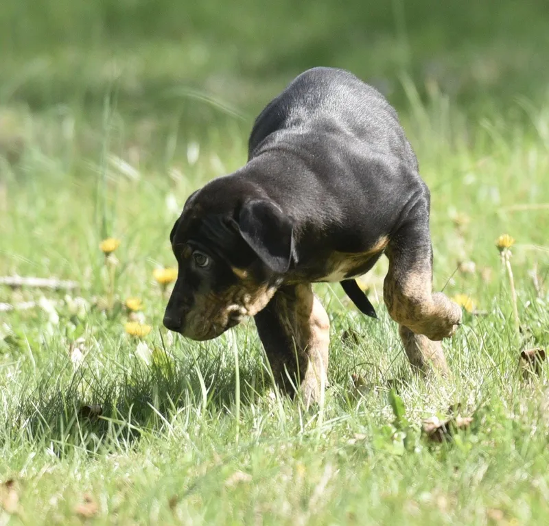 A baby large-sized male Pit Bull Terrier dog named Preston for adoption in Mechanicsburg, PA