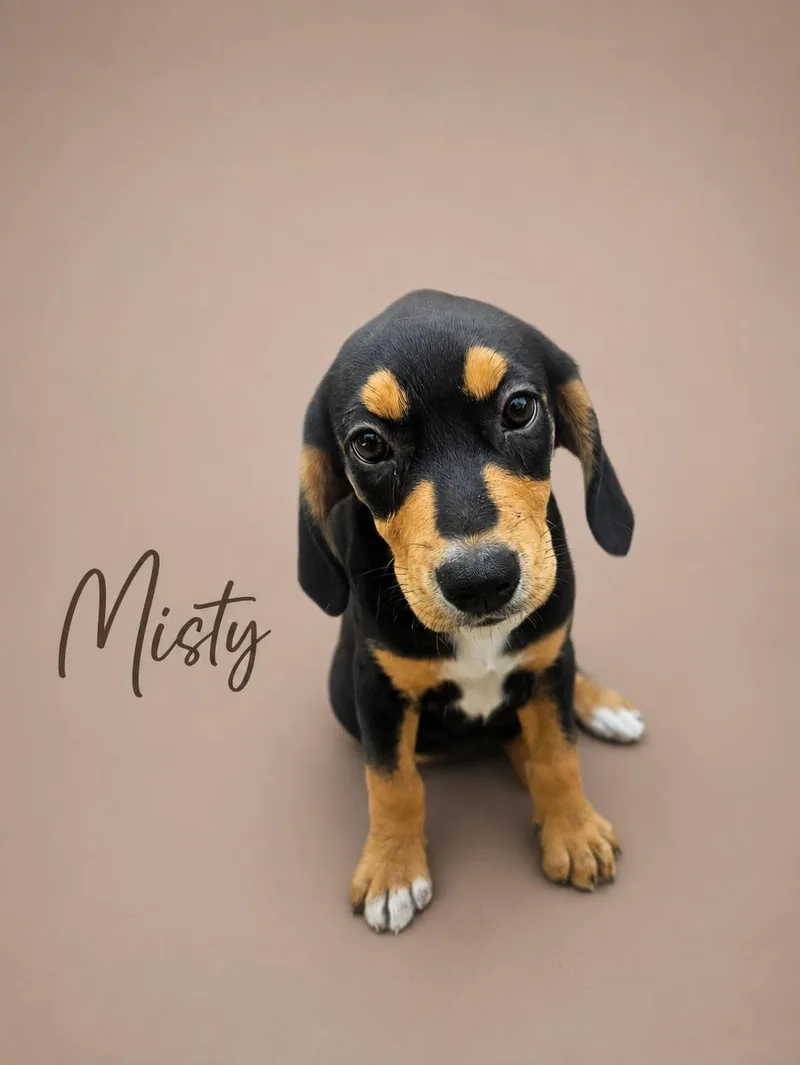 A baby medium-sized female Beagle dog named Misty for adoption in MYRTLE BEACH, SC