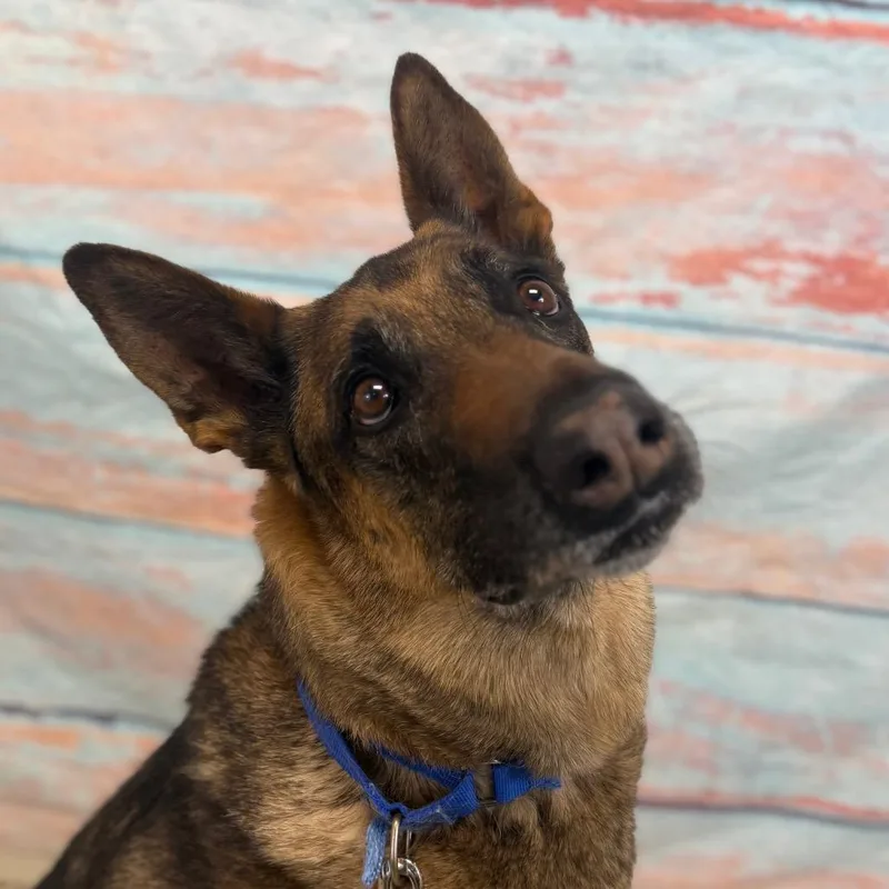 Niko