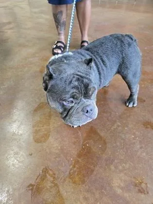 An adult medium-sized male American Bulldog dog named Chunk for adoption in New Orleans, LA