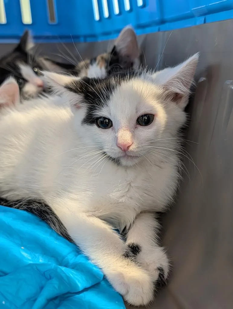 A baby large-sized male Domestic Short Hair cat named Maui for adoption in Greenfield, IN