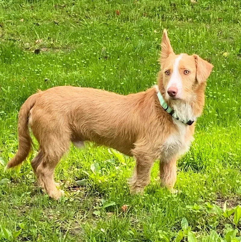 A young medium-sized male Golden Wirehaired Terrier dog named Lucas for adoption in Baldwin, MD