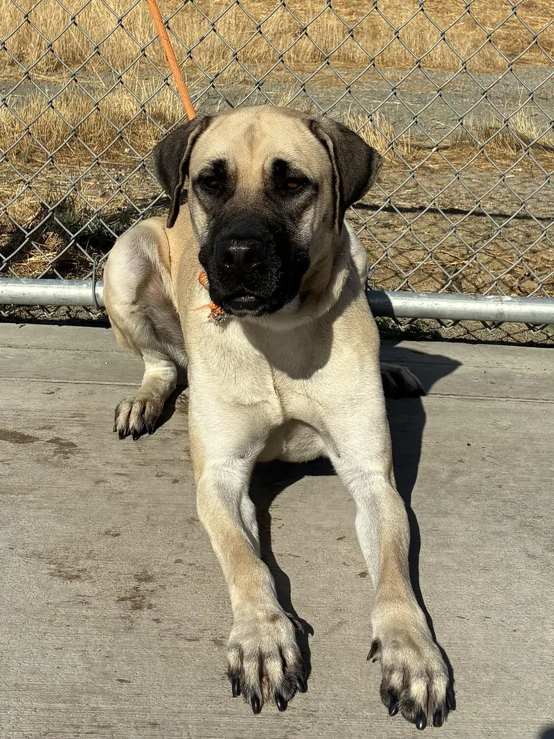 An adult large-sized female Mastiff dog named Melissa for adoption in Delano, CA