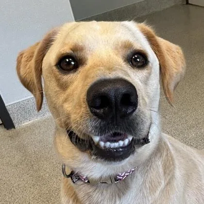 An adult large-sized male Yellow / Tan / Blond / Fawn Mixed Breed dog named River for adoption in Lansing, MI