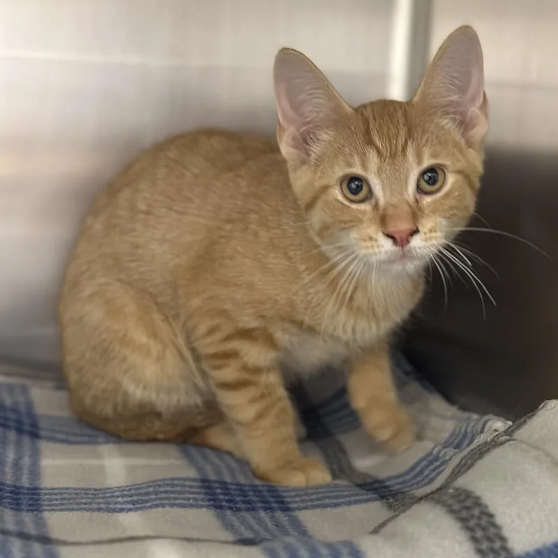 A baby medium-sized male Orange / Red Domestic Short Hair cat named River for adoption in Matteson, IL