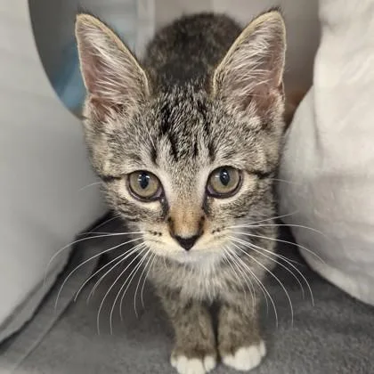 A baby small-sized female Domestic Short Hair cat named Charlie for adoption in Voorhees, NJ