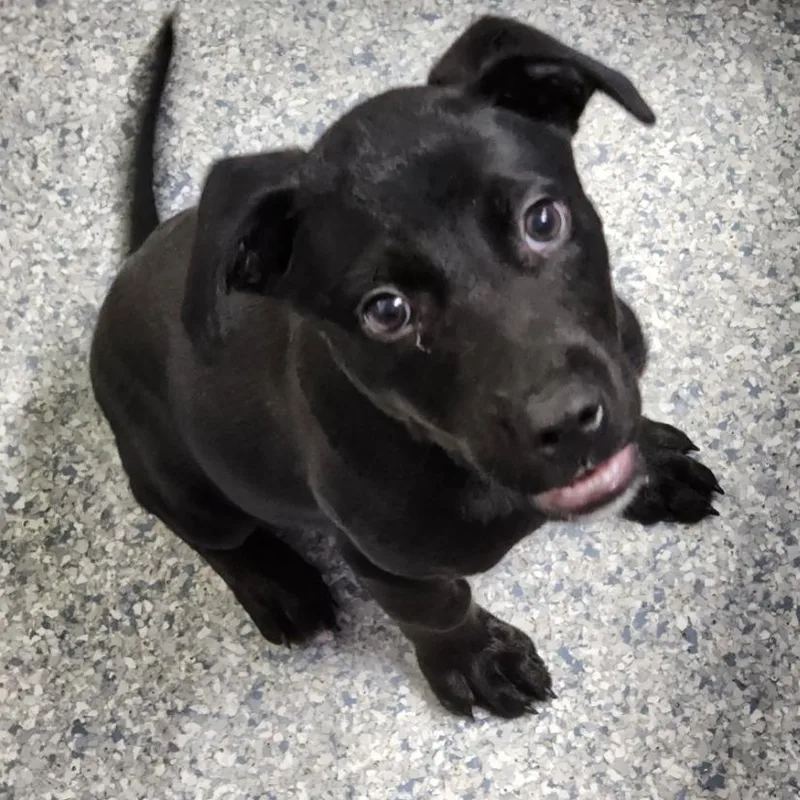 A baby medium-sized male Black Labrador Retriever dog named Goose for adoption in House Springs, MO