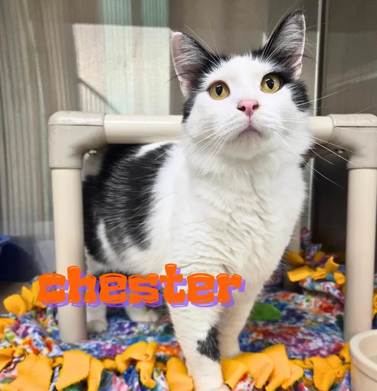 Chester