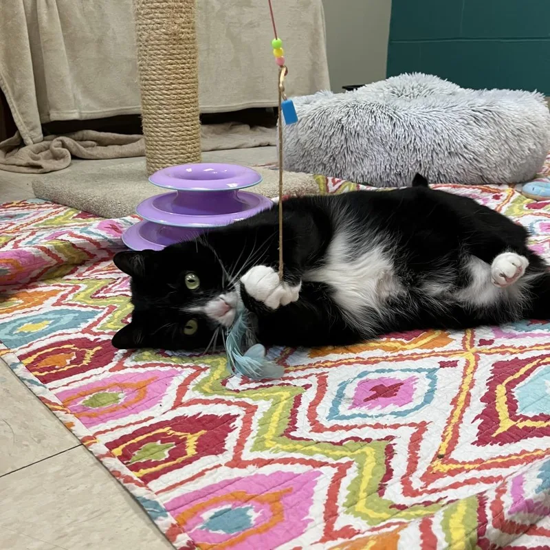 An adult large-sized male Black Domestic Short Hair cat named Geoffrey for adoption in Bedford, NH