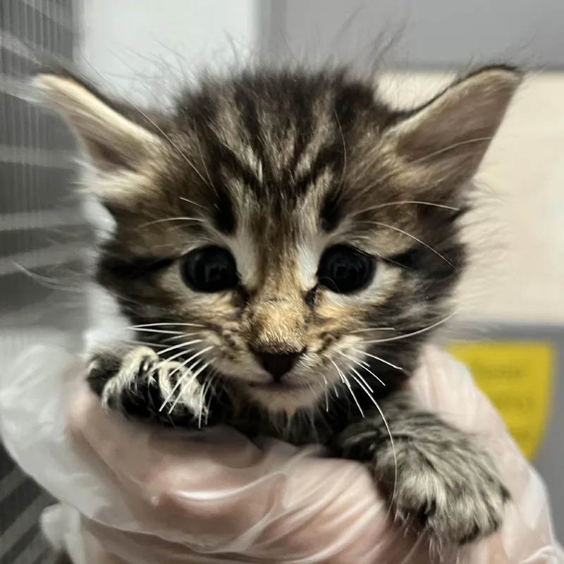 A baby small-sized male Domestic Long Hair cat named Candy for adoption in Taos, NM