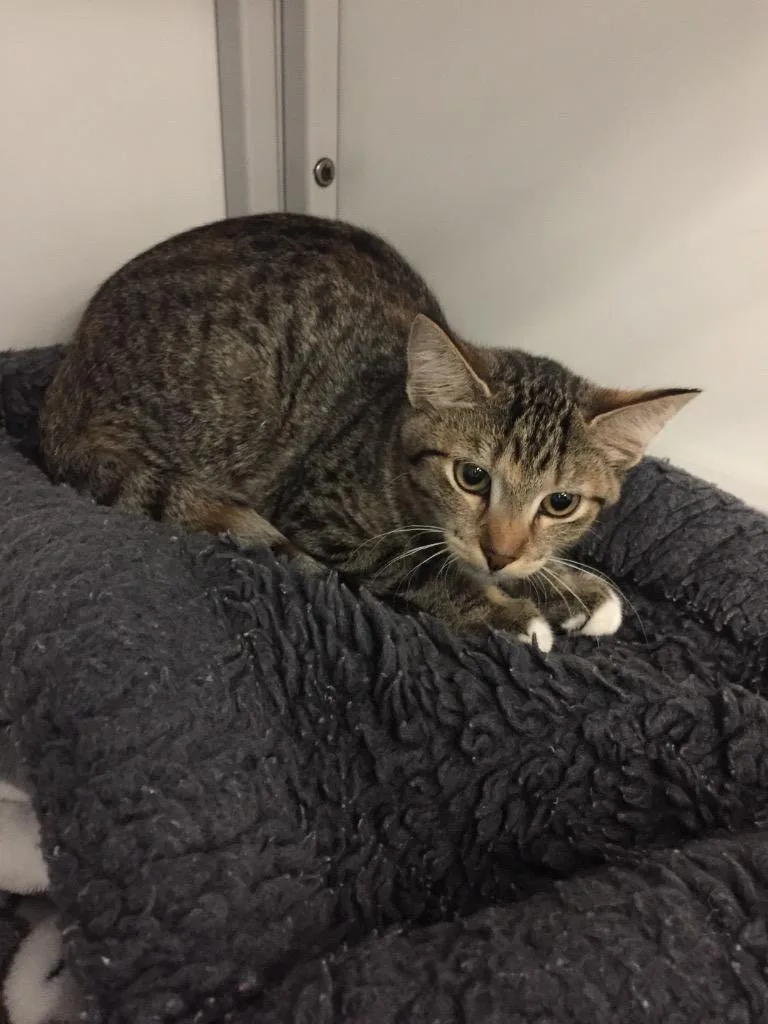 A baby medium-sized female Domestic Short Hair cat named Bari for adoption in Peoria, AZ