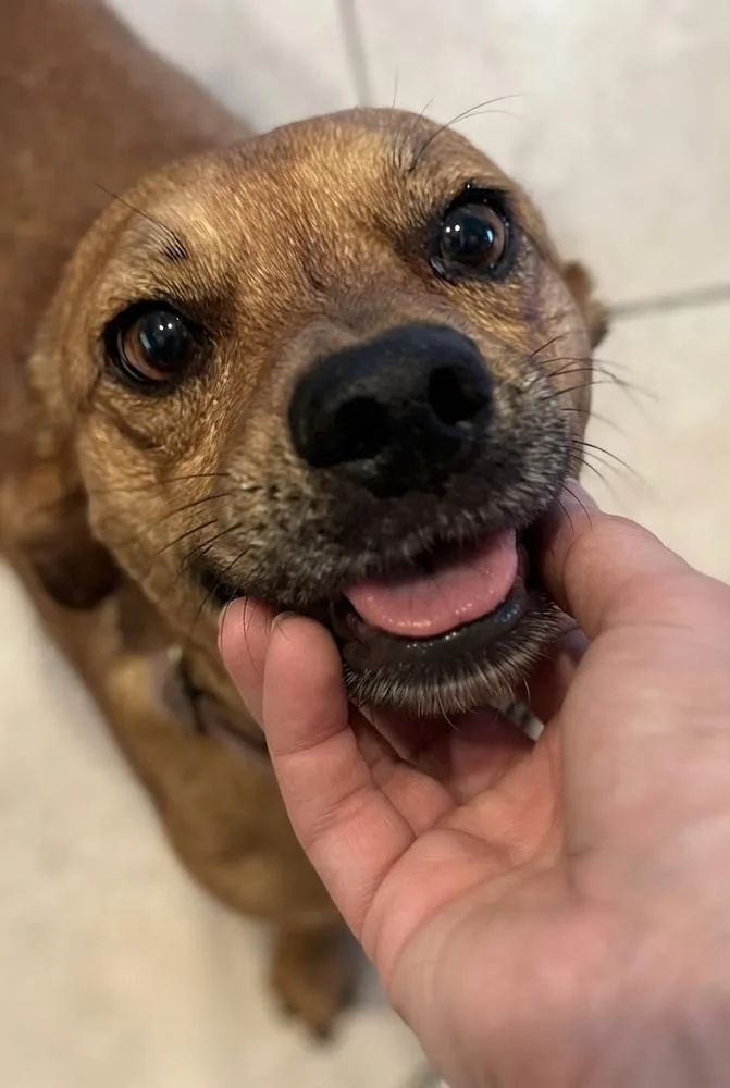 An adult small-sized male Brown / Chocolate Chihuahua dog named Dustin for adoption in Pomona, CA