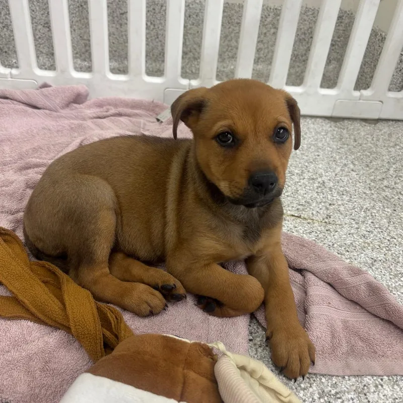 A baby small-sized female Brown / Chocolate Mixed Breed dog named Pennzoil for adoption in Point Richmond, CA