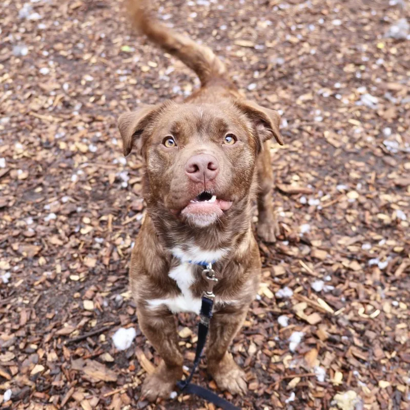 An adult medium-sized male Brindle Chocolate Labrador Retriever dog named Pikachu for adoption in Briarcliff Manor, NY