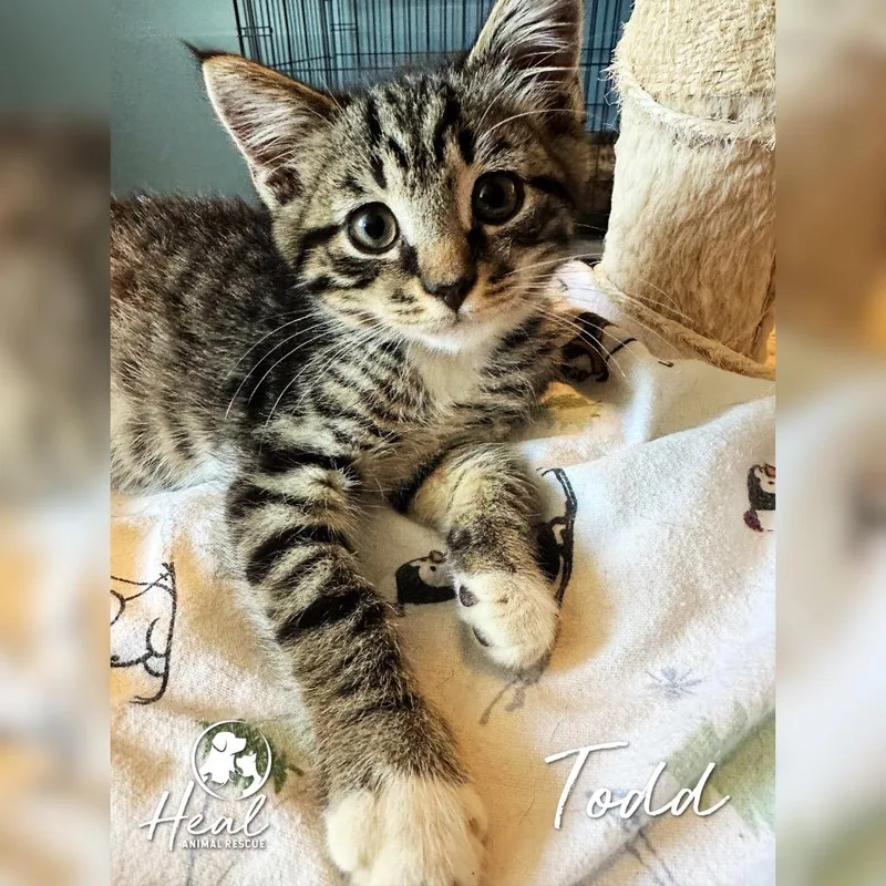 A baby small-sized male Brown / Chocolate Domestic Short Hair cat named Todd for adoption in Youngwood, PA