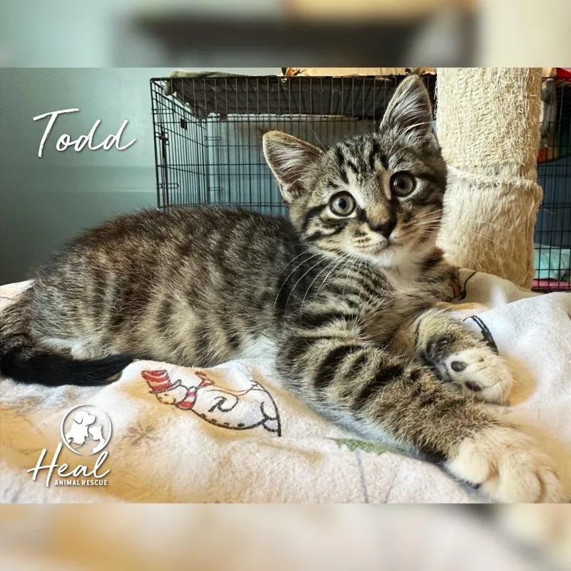 Todd thumbnail 2
