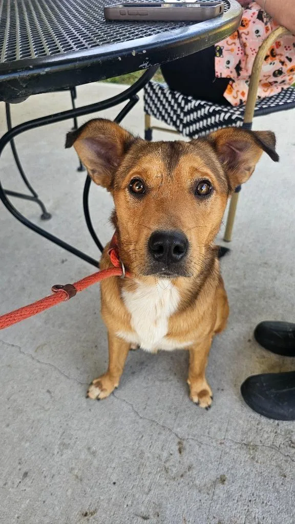 A young medium-sized male German Shepherd Dog dog named Rooster for adoption in Crossville, TN