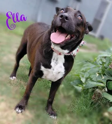 Ella thumbnail 5