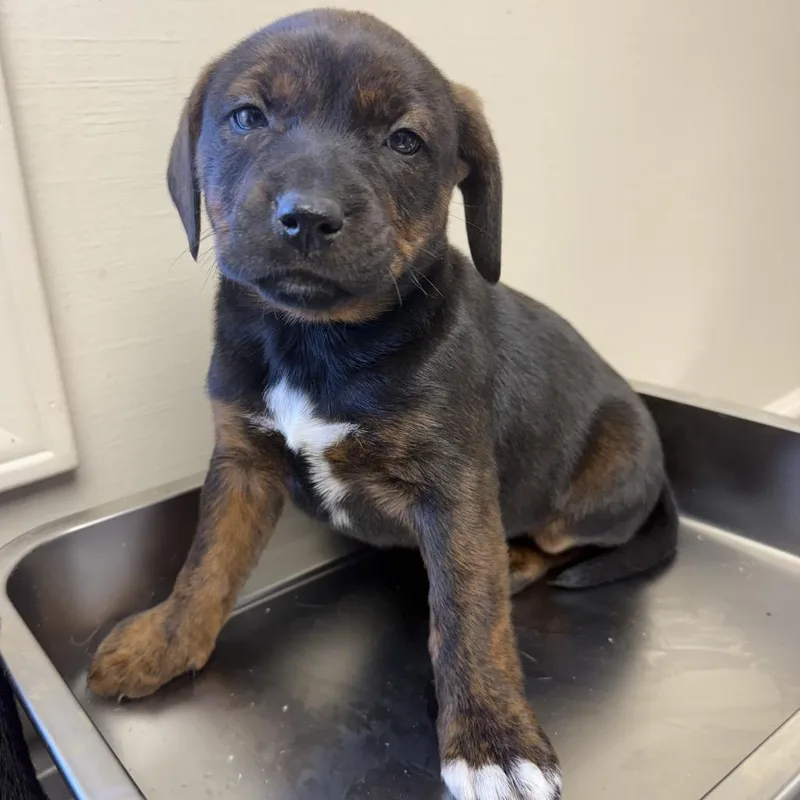 A baby small-sized female Brindle Pit Bull Terrier dog named Roo for adoption in Pasadena , MD