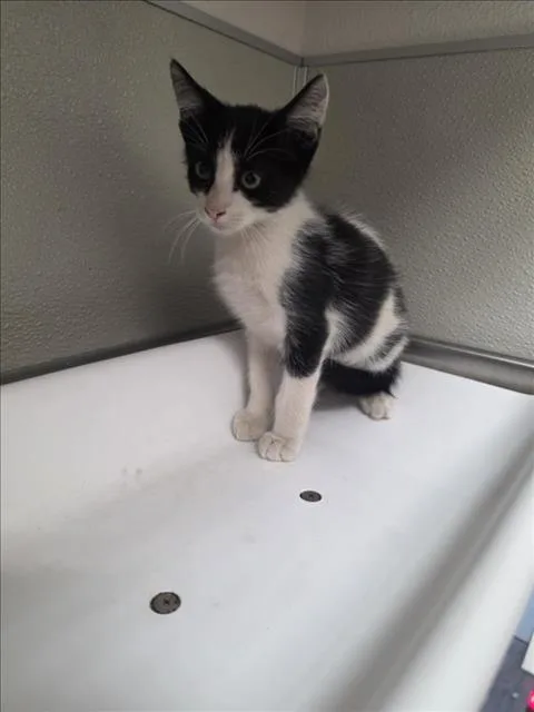A baby small-sized female Domestic Short Hair cat named Stewie for adoption in Tracy, CA