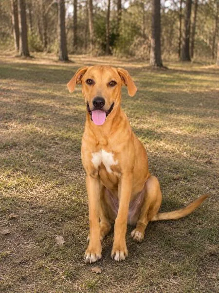 A young medium-sized male Shepherd dog named Scrappy Doo for adoption in eufaula, AL