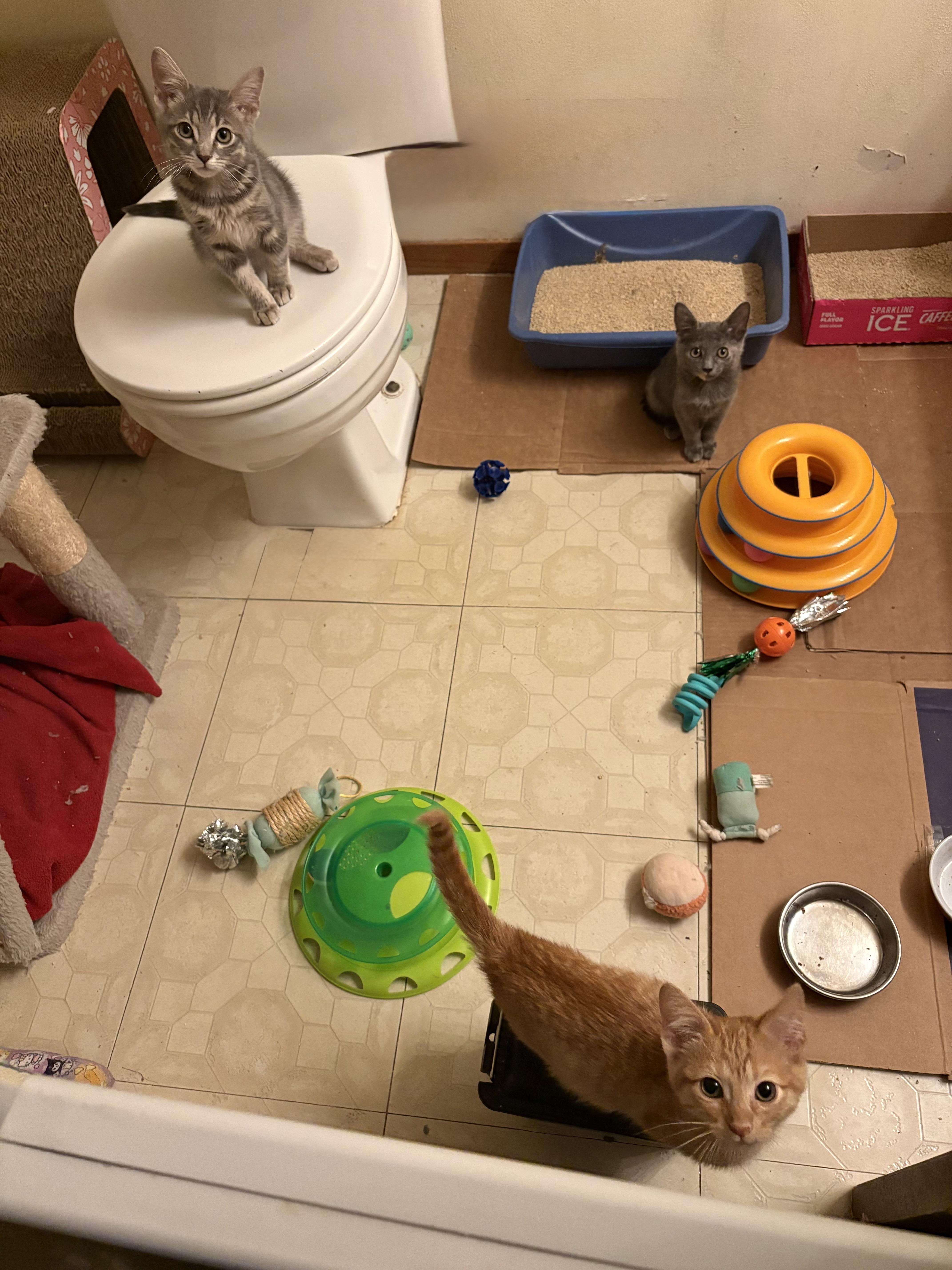 A baby small-sized male Tabby (Gray / Blue / Silver) Domestic Short Hair cat named Archer for adoption in Milwaukee, WI