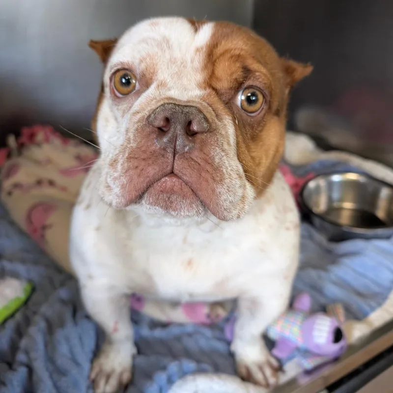 An adult medium-sized female White / Cream English Bulldog dog named Rosarita for adoption in Saint Charles, MO