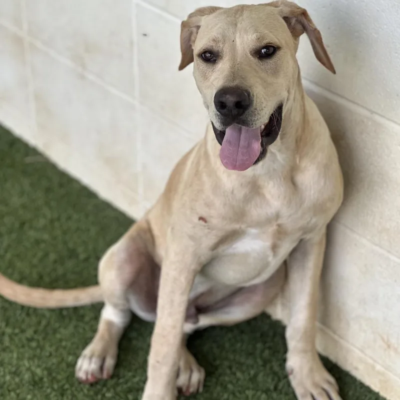 Cream Soda thumbnail 3