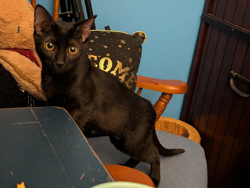 A baby medium-sized female Black Domestic Short Hair cat named Larissa for adoption in Oviedo, FL