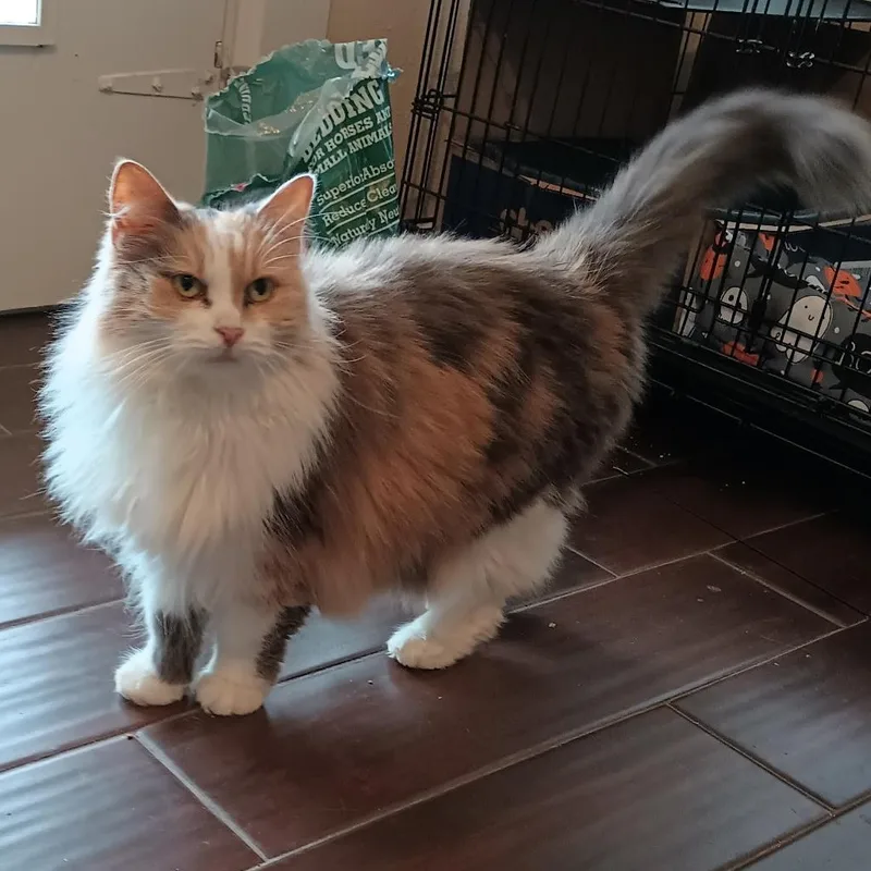 A senior medium-sized female Calico cat named Amelia for adoption in Vacaville, CA