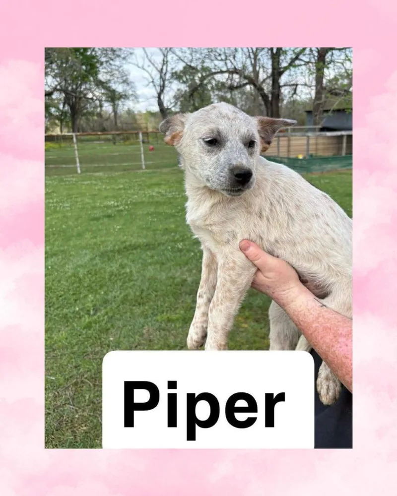 A baby medium-sized female Australian Cattle Dog / Blue Heeler dog named Piper for adoption in Rock Hill, NY